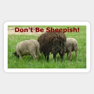 The Backsides of 3 Sheep: Don't Be Sheepish! Sticker